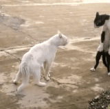 Fighting 06 Two cats about to fight w one backing away w it's back up aka Back Up Backing Up Got My .gif