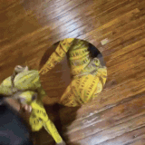 tumblr sfmw3nOh6X1y0uicr 720 ezgif.com optimize.gif