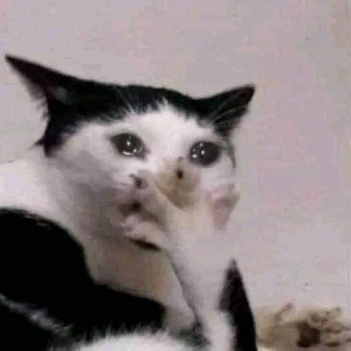 ZOMG 01 Cat w it's paw over his mouth aka LoLing LMAO Shocked WTF.jpg