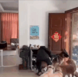 F72kLGIsjorcPA9.gif