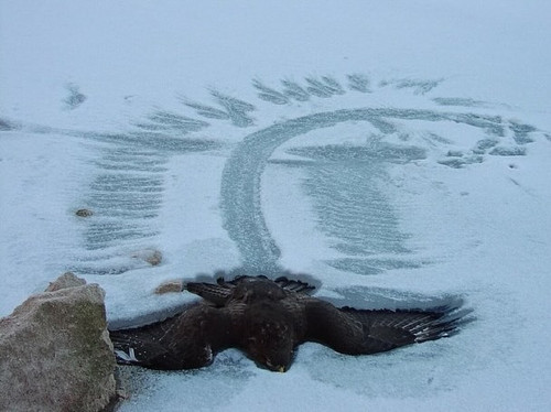 一生在苍穹 结束在雪地.jpg