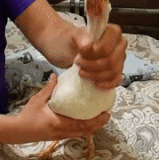glAfeZTnvJpat6S.gif