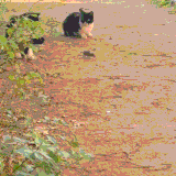 ODWrIUTcM5Bnyuk.gif