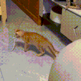 两猫一棒