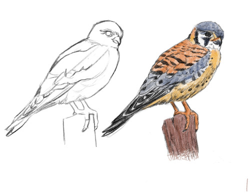 Bird Tutorial.jpg
