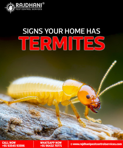 Anti Termite Service Near You in Noida | Rajdhani Pest Control.jpg