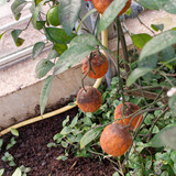 2pL3924.th.jpg