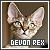 Devon Rex fanlisting