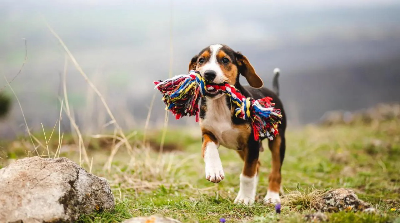 Come insegnare al cane a seguire segnali: studio scientifico