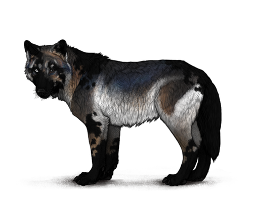 equipper wolf image.png