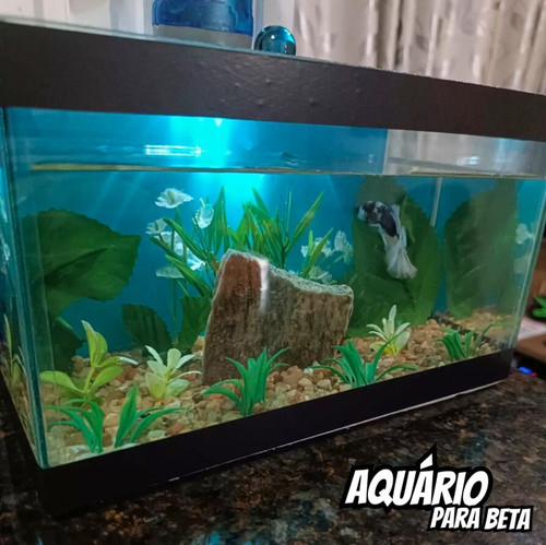 Aquário Para Peixe Betta.jpg