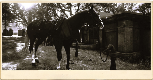 Photography Emmerich Pferd.png