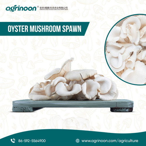 Grow Big with Oyster Mushroom Spawn – The Future is Fresh!.jpg