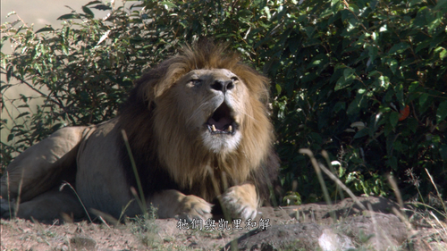 [非洲猫科动物].DisneyNature.African.Cats.Kingdom.of.Courage.2011.Blu ray.1080P.AVC.DTS HD.MA.5.1 CMCT 2025.png