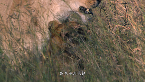 [非洲猫科动物].DisneyNature.African.Cats.Kingdom.of.Courage.2011.Blu ray.1080P.AVC.DTS HD.MA.5.1 CMCT 2025.png