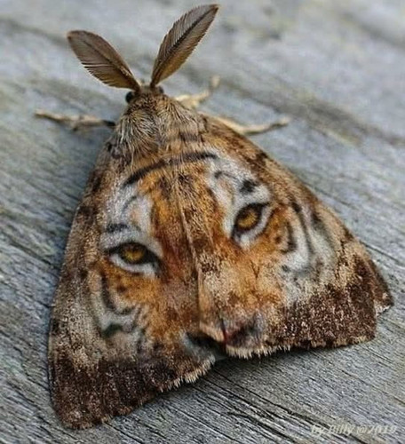 Screenshot 20250108 192715 Facebook.jpg