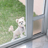 Convenient Doors with Dog Doors Already Installed.gif