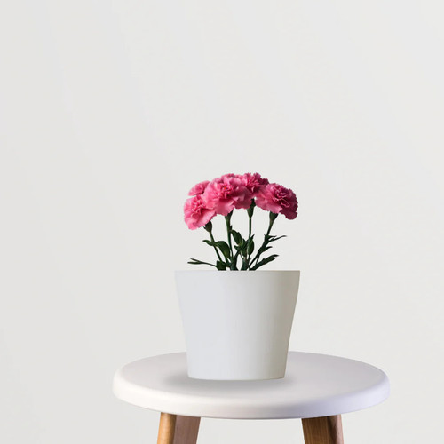 Carnation Flower - GardenGram.jpg