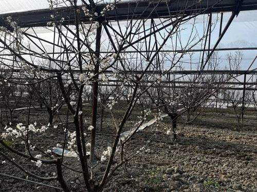 474882764 1012383360922515 5335294409341057958 n.jpg?stp=dst jpg s600x600 tt6& nc cat=103&ccb=1 7& n.jpg