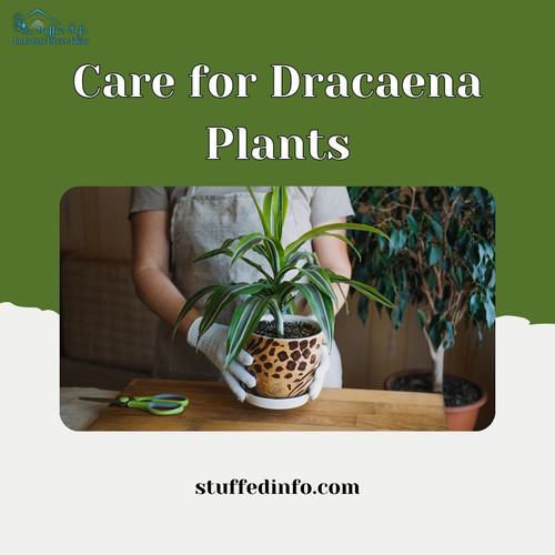 Care for Dracaena Plants.jpg
