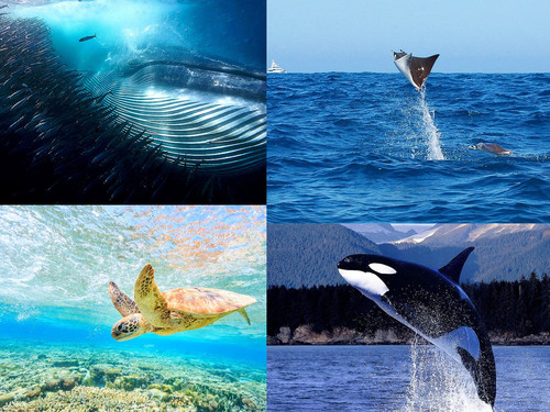 ' Glorified is The  All-Mighty Creator '.jpg