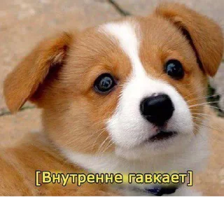 1738637082 1135627111.webp