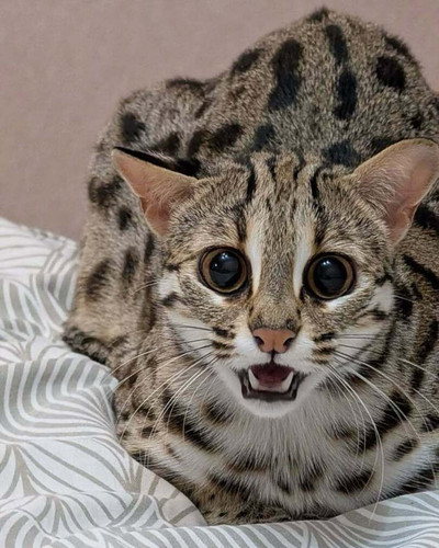 cats animals 8783678.jpg