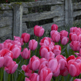 tulip rose.gif