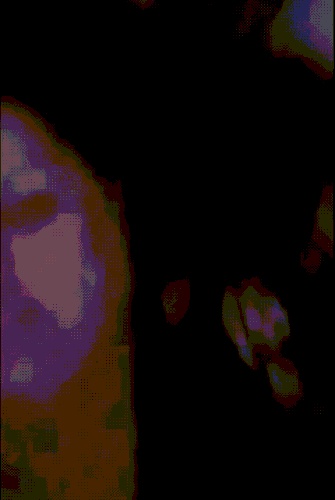 IMG 0861.gif