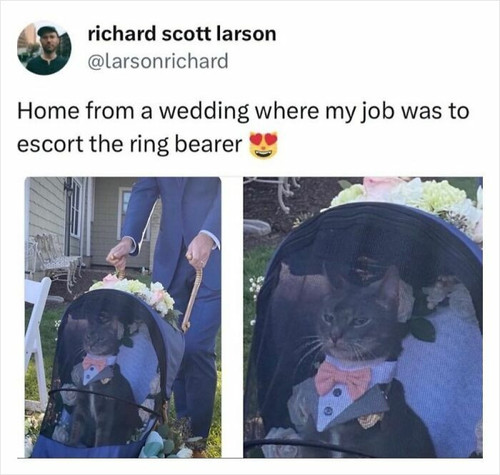 679255e4027ee instagram cat jobs 15.jpg