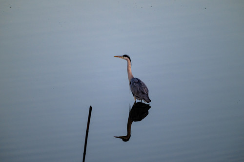  DSC1782.jpg