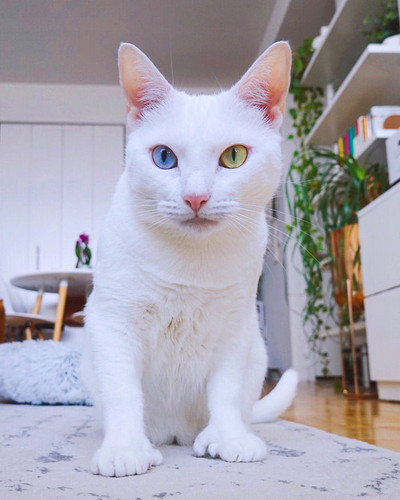 abandoned different colored eyes extra toes finds home sansa the cat 1 3 5f6d97b559d33 700.jpg
