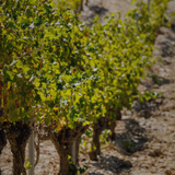 Découverte du vignoble.png