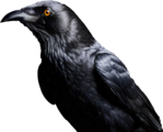 1 (1).png