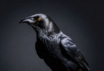 dark scene crow nature (1).jpg