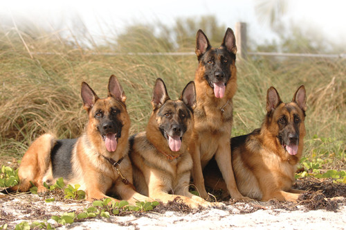 🐕🔥 Elite German Shepherds – Canine Extreme! 🔥🐾.jpg