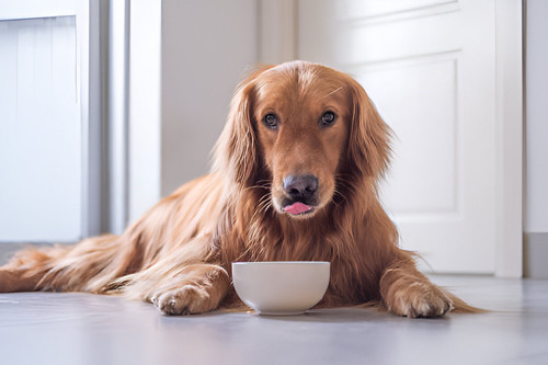 Is homemade dog food healthier for dogs?.jpg