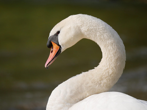 swan 9122726 1280.jpg