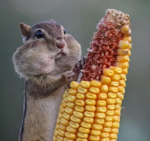 Screenshot 20250204 001529 Google.jpg