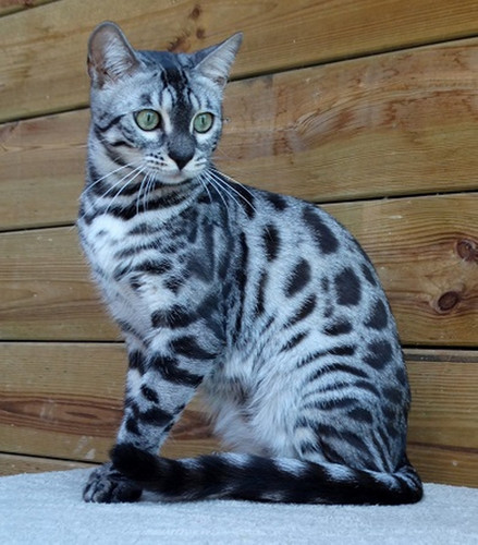 DSC01897 ziva 1054x1200.jpg