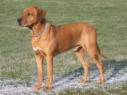 Rüde 3a.jpg