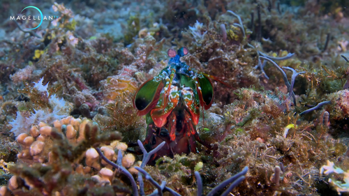 Wildest.Pacific.Coral.Cities.S01E01.2019.2160p.Hami.WEB DL.H264.AAC HHWEB.mkv 20250205 224919.594.png