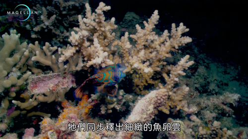 Wildest.Pacific.Coral.Cities.S01E01.2019.2160p.Hami.WEB DL.H264.AAC HHWEB.mkv 20250205 224924.482.png