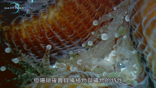 Wildest.Pacific.Coral.Cities.S01E01.2019.2160p.Hami.WEB DL.H264.AAC HHWEB.mkv 20250205 224917.338.png