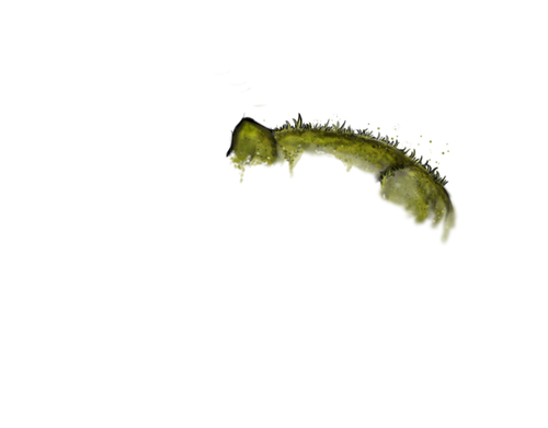 ennedi mossblanket.png
