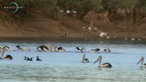 Wildest.Australia.Outback.Deserts.S01E01.2019.2160p.Hami.WEB DL.H264.AAC HHWEB.mkv 20250205 225007.1.png