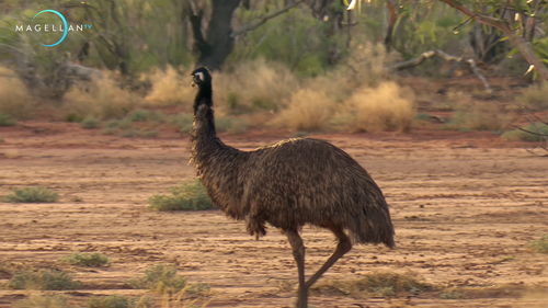 Wildest.Australia.Outback.Deserts.S01E01.2019.2160p.Hami.WEB DL.H264.AAC HHWEB.mkv 20250205 225001.2.png