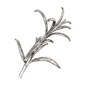 8 rosemary.png