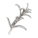 8 rosemary