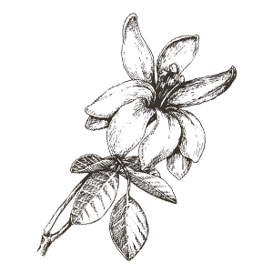 1 moringa.png